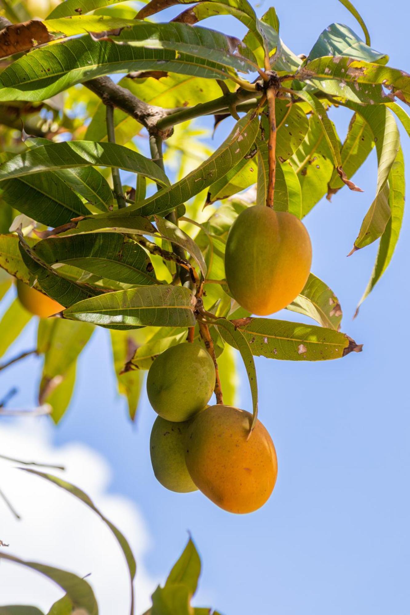 Amaris Mango Seafront Villa Granelli Zewnętrze zdjęcie